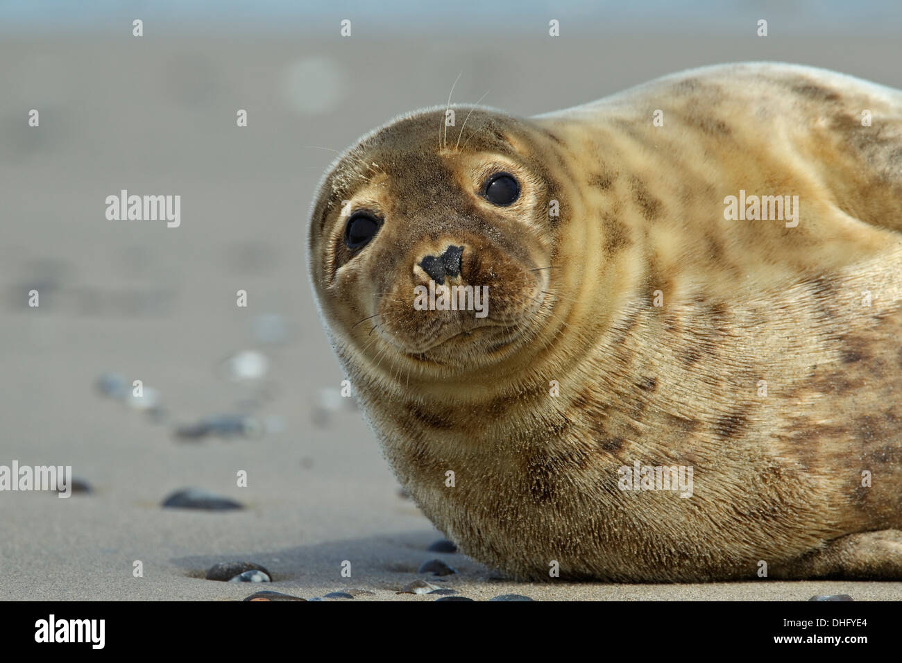 Guarnizione grigio (Halichoerus grypus) Foto Stock