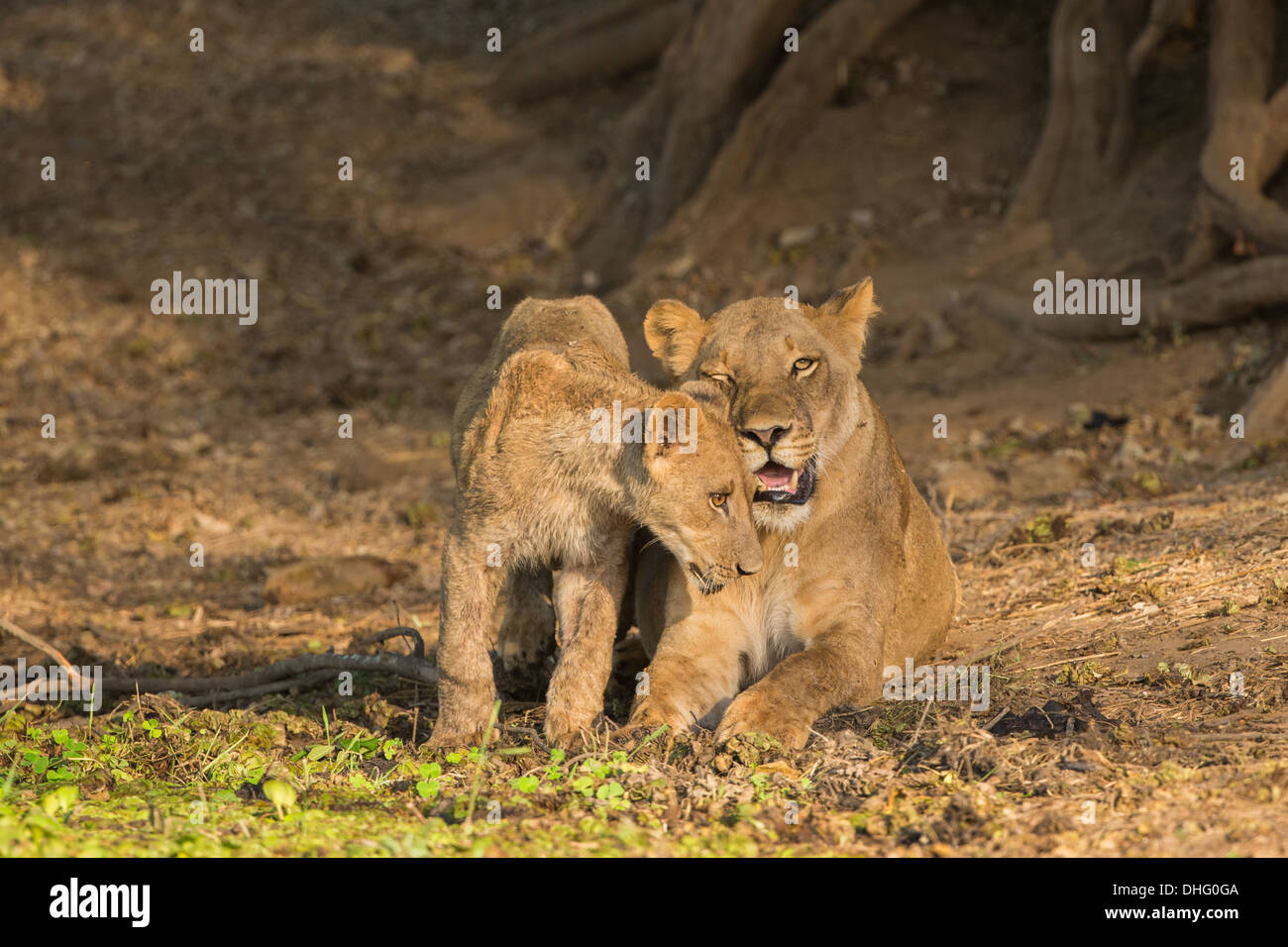 Leonessa con cucciolo Foto Stock