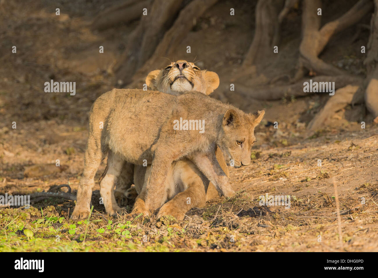 Lion cub sfregamento contro la leonessa (Panthera leo) Foto Stock