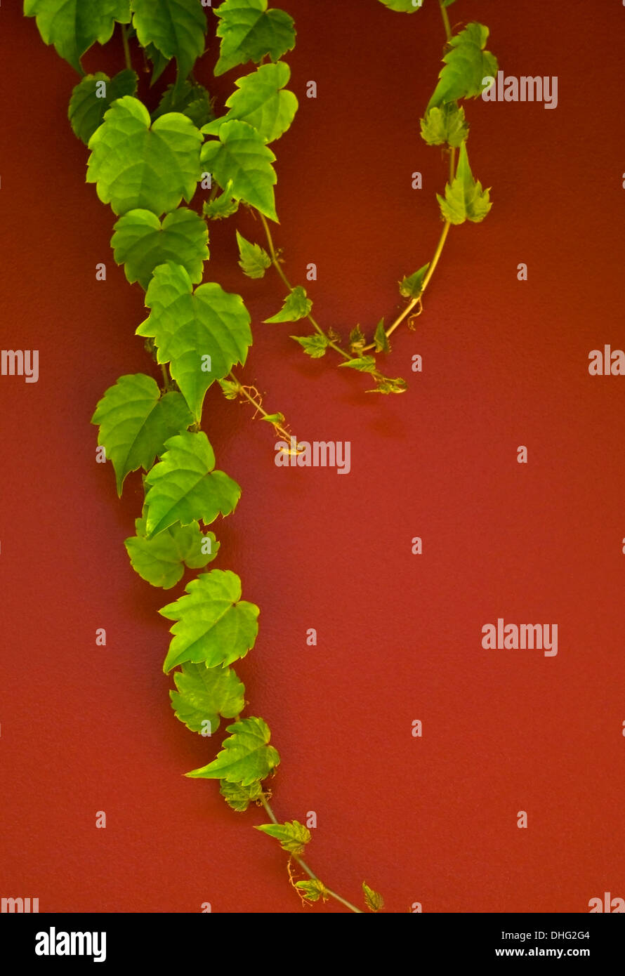 Ivy tende verso il basso da un tetto di un garage su garage' porta di legno. Foto Stock