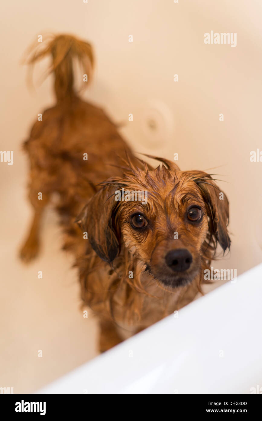 Foto di un cane bagnato dopo un bagno. Foto Stock