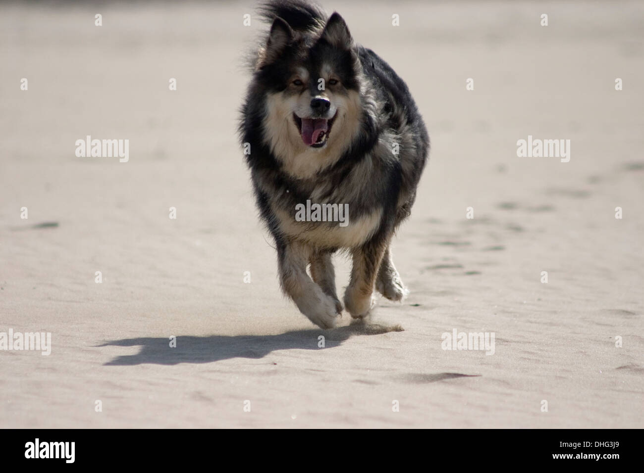 Finnish Lapphund cane che corre sulla spiaggia a Perranporth Foto Stock