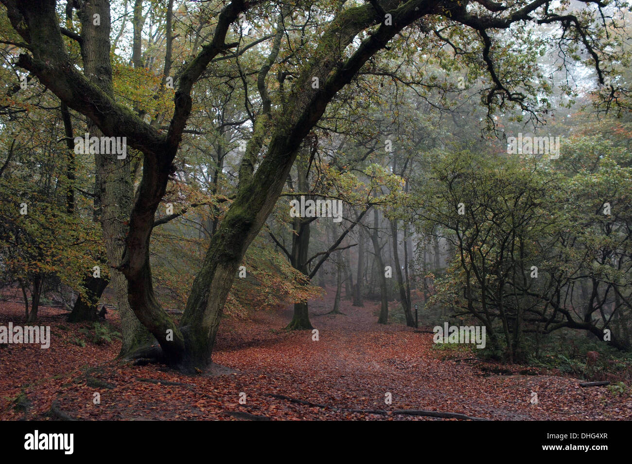 Bosco in autunno su Leith Hill, Surrey in Inghilterra REGNO UNITO Foto Stock