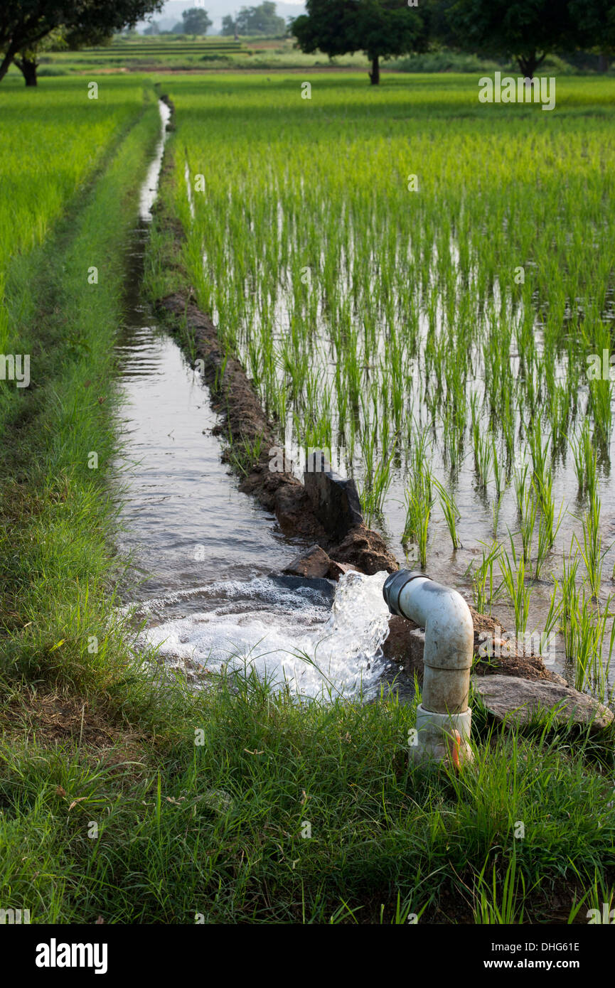 Acqua pompata irrigare le risaie. Andhra Pradesh, India Foto Stock