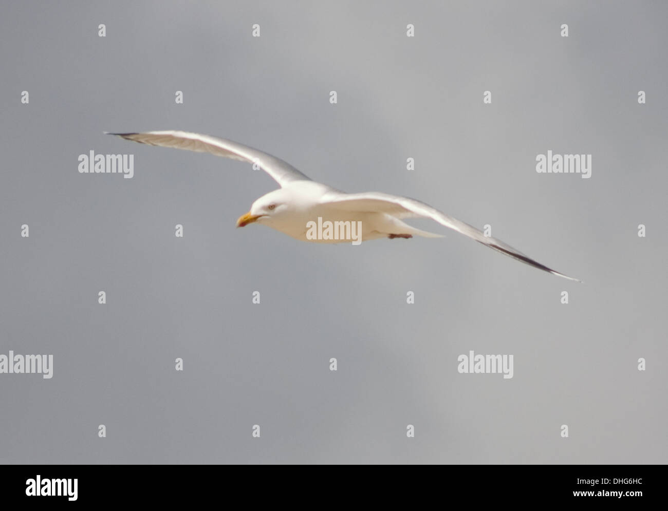 Aringa Gabbiano, Larus argentatus, volare nel cielo Foto Stock