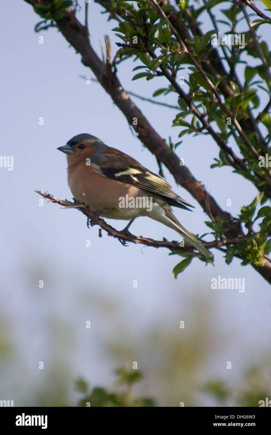 Comune di fringuello Fringilla coelebs seduto in una struttura ad albero Foto Stock