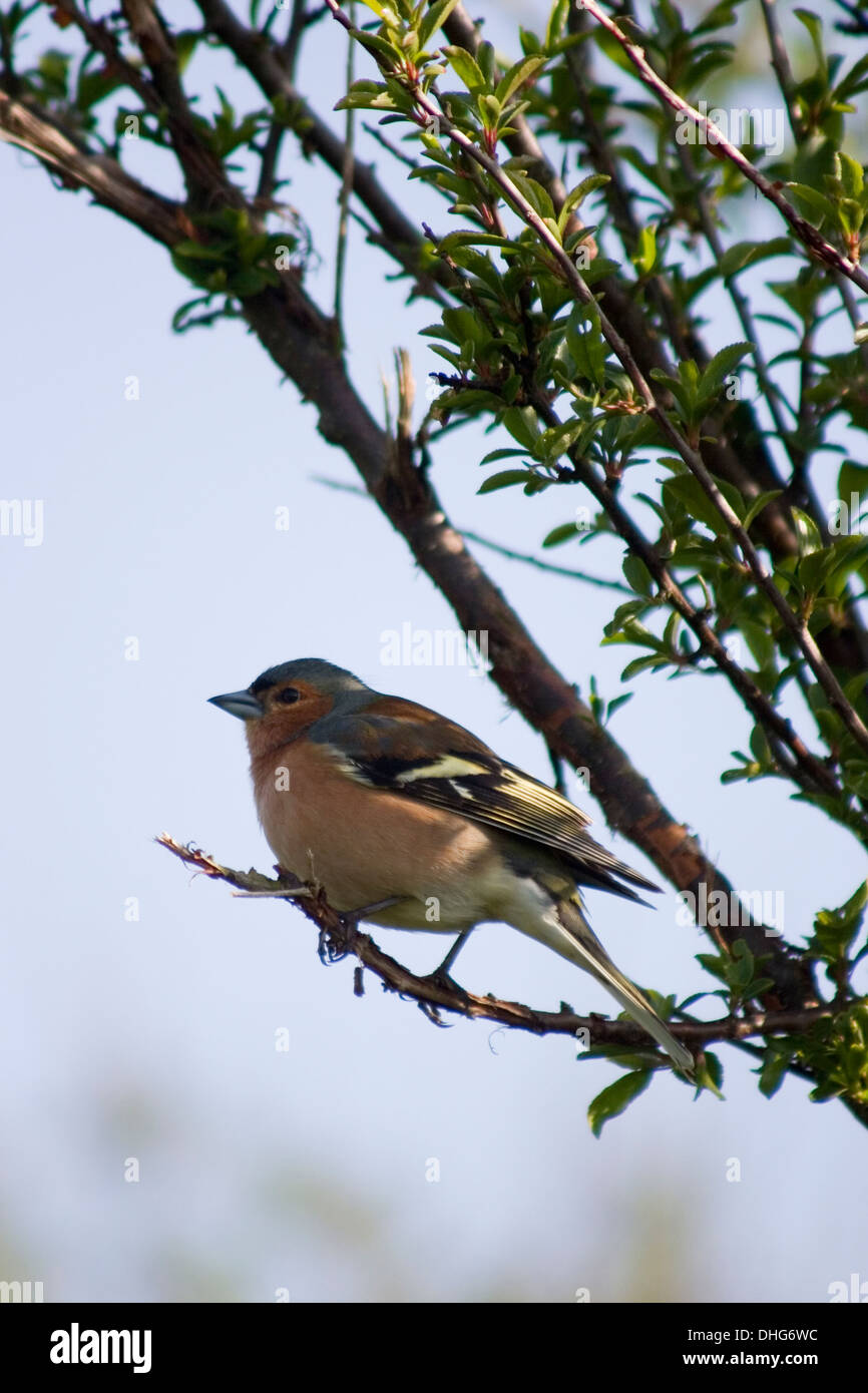 Comune di fringuello Fringilla coelebs seduto su un ramo Foto Stock