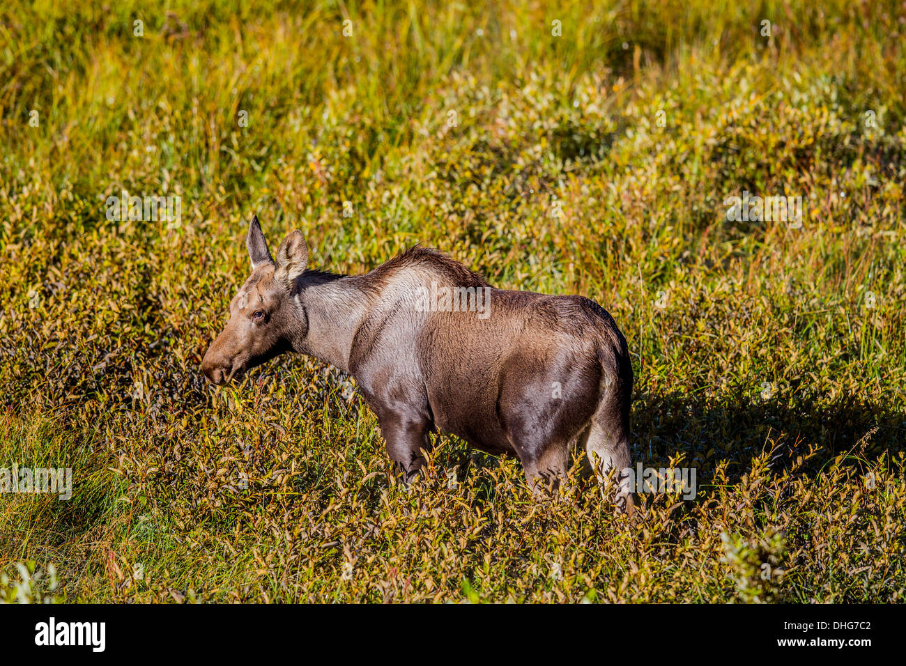 Alci (Alces alces) Bella e ricca di colore marrone di vitello, nel suo habitat naturale, in cerca di cibo e alimentazione. Foto panoramica. Foto Stock