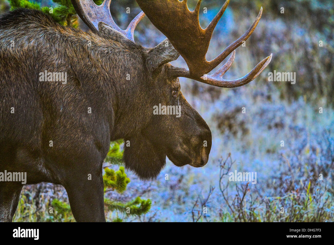 Alci (Alces alces) Bull alci, nel suo habitat naturale, in cerca di cibo. Foto panoramica. Kananaskis Parco Provinciale, AB, Canada Foto Stock