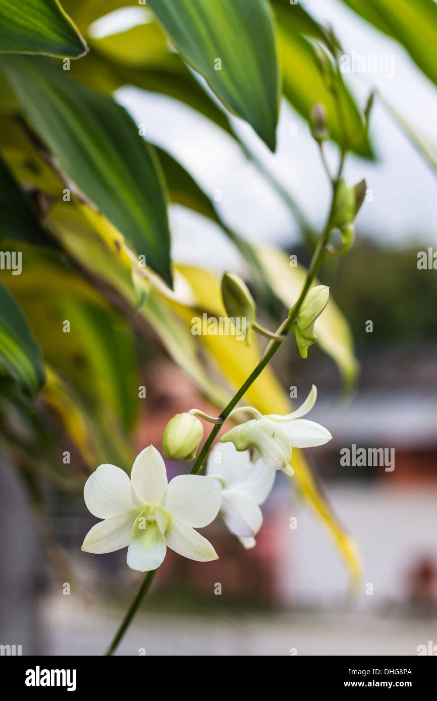 Orchidee bianche Foto Stock