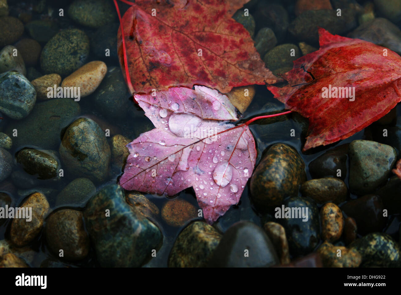 Teardrops in rosso maple leaf Foto Stock