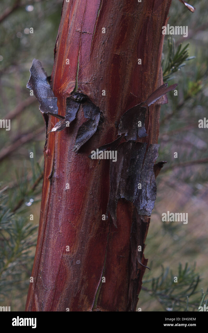 Eucalyptus Caesia dopo la pioggia, spargimento corteccia. Foto Stock