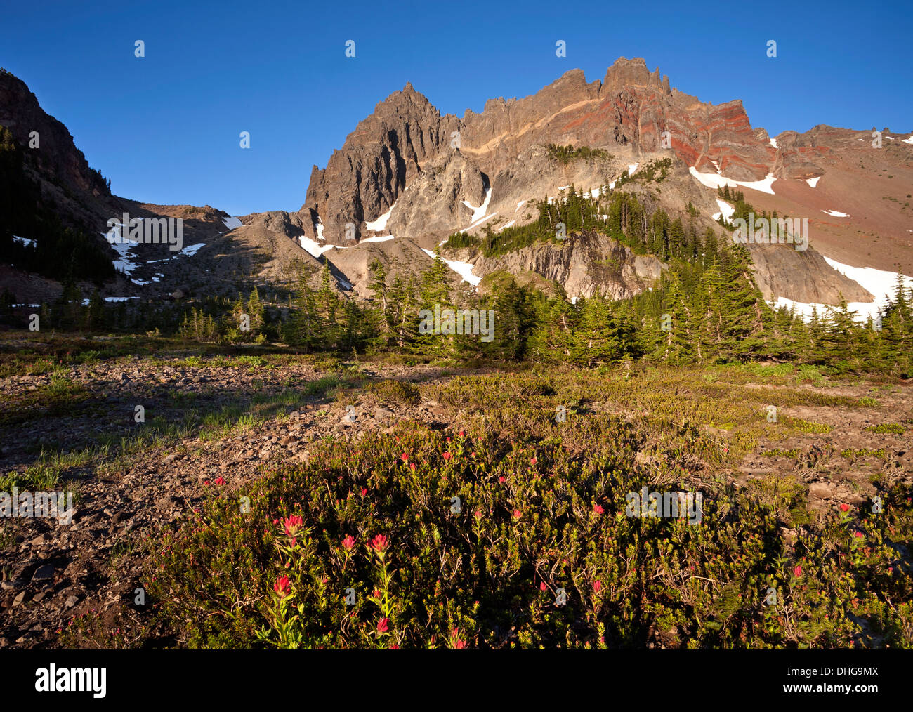 Pennello fioritura tra heather nella parte superiore del Canyon Creek prato a base di tre dita Jack in Mount Jefferson Wilderness Area Foto Stock