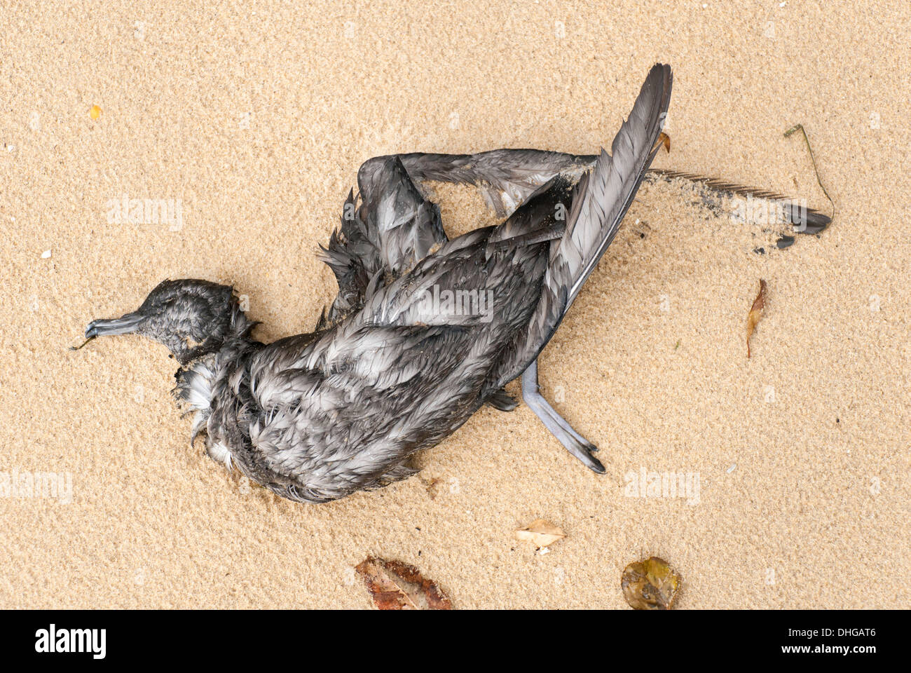 Un uccello morto lavato fino a una spiaggia australiana dopo una tempesta Foto Stock