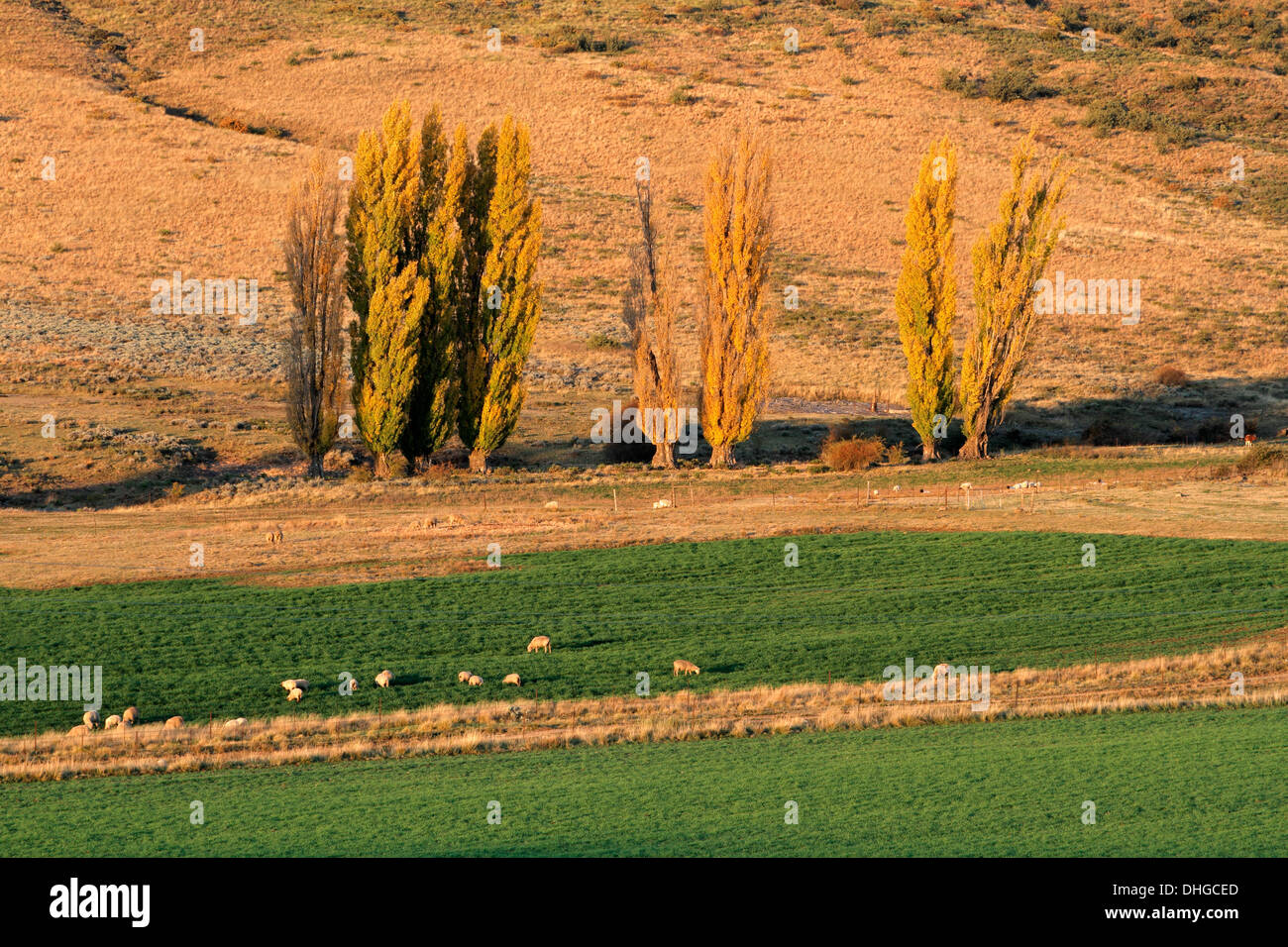 Paesaggio rurale con alberi, pascoli e pecore al pascolo, nel tardo pomeriggio, Sud Africa Foto Stock