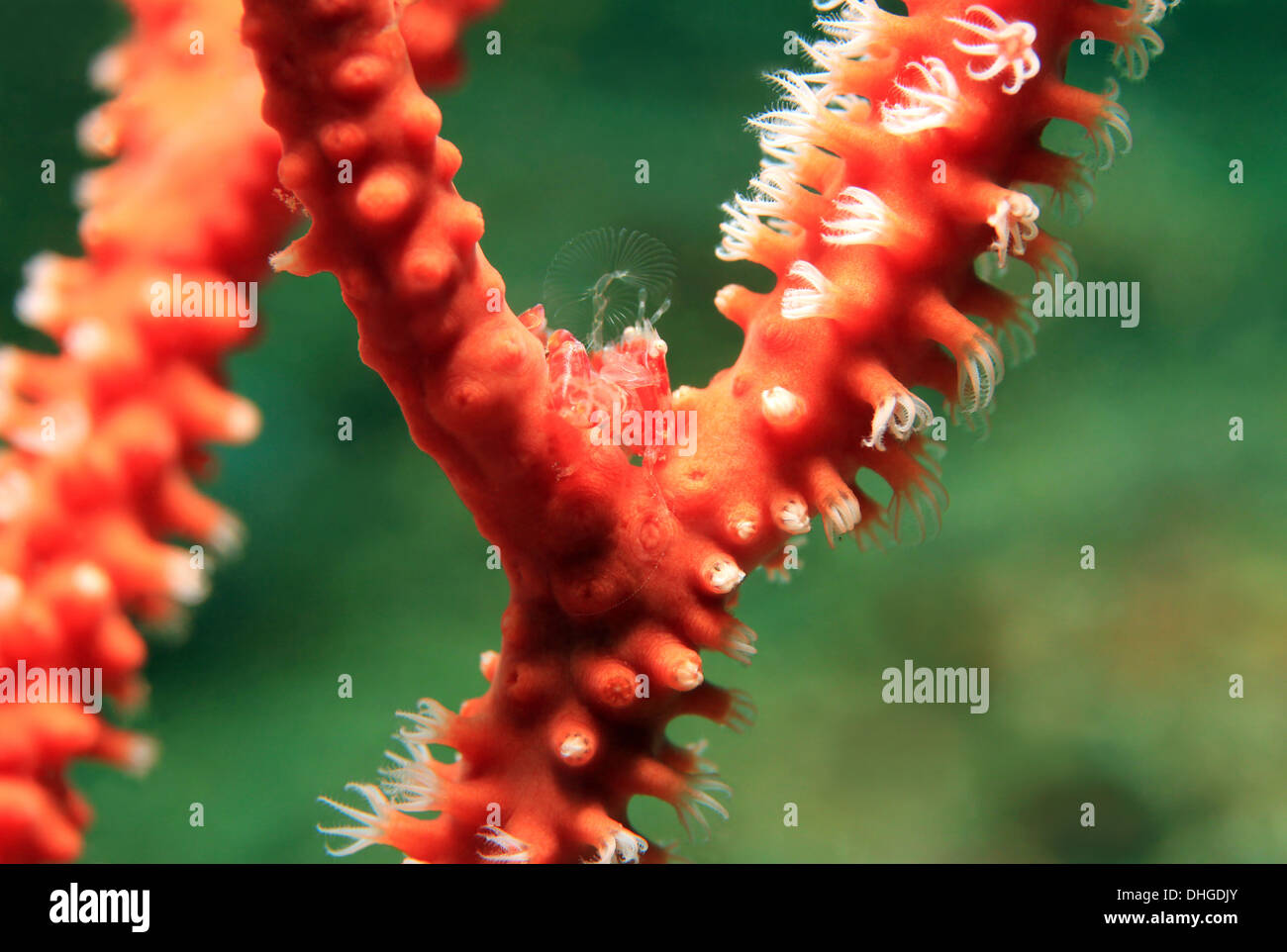 Penna di mare granchio porcellana (Porcellanella Picta) filtrare l'acqua per il cibo, Lembeh strait, Indonesia Foto Stock