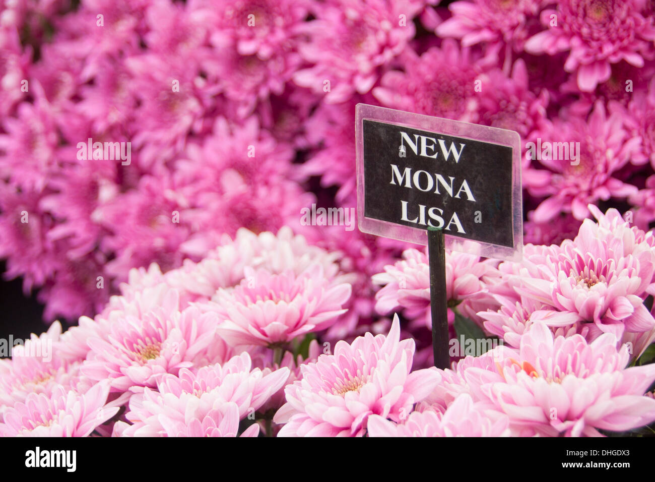 Nuova Mona Lisa rosa crisantemi per la vendita in fiore in stallo Foto Stock