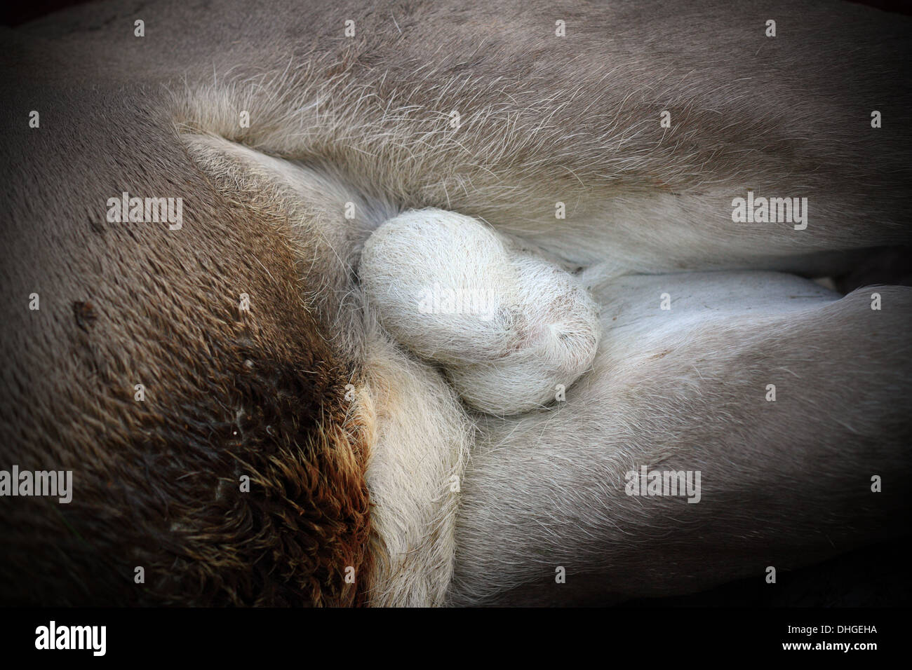 Vista dettagliata del cervo (Cervus elaphus ) testicoli su morto un animale cacciato Foto Stock