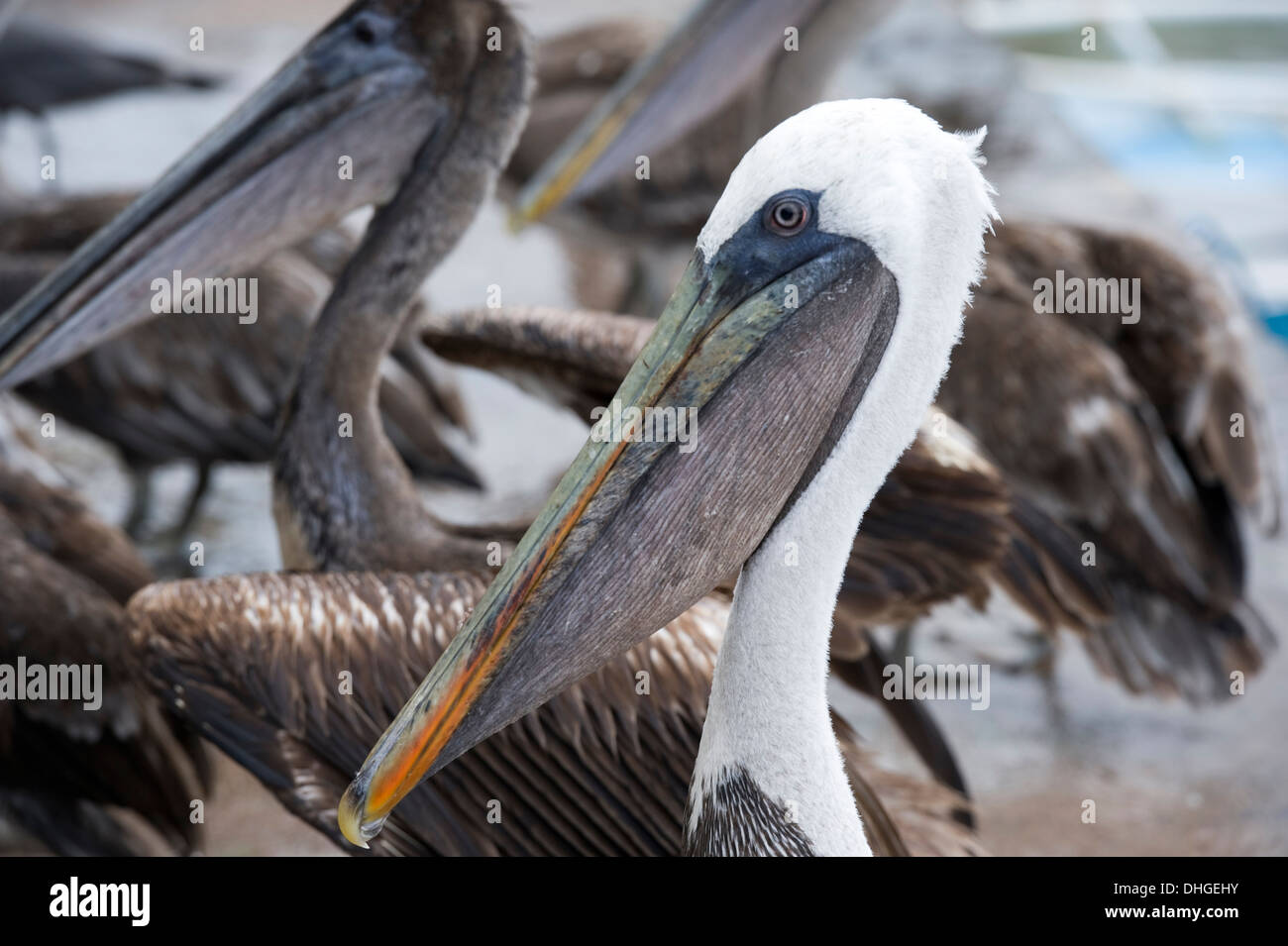 Pelican a Santa Cruz Island Isole Galapagos Ecuador Foto Stock