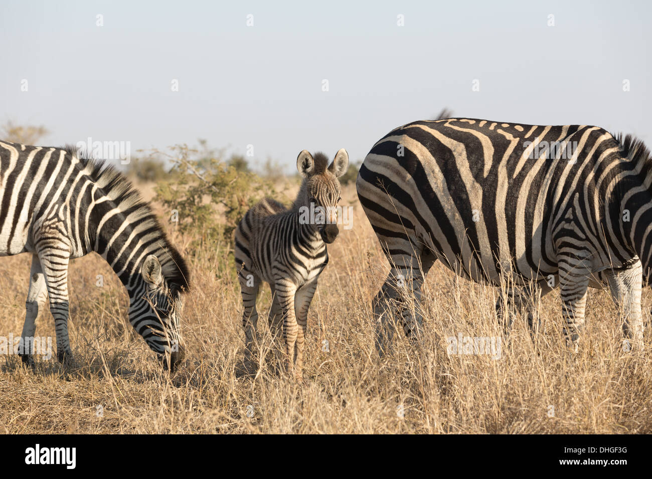 Zebra puledro con 2 animali adulti Parco Nazionale Kruger SA 2013 Foto Stock