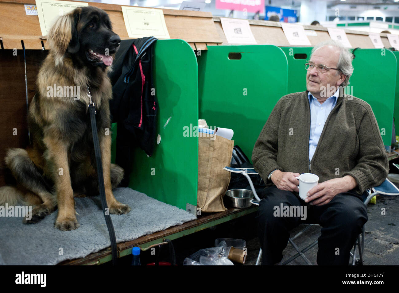 Londra, Regno Unito. Il 9 novembre 2013. Boris, A 16 mesi di età Leonberger attende per competere a scoprire i cani 2013 mostra a Earl's Court. © Piero Cruciatti/Alamy Live News Foto Stock