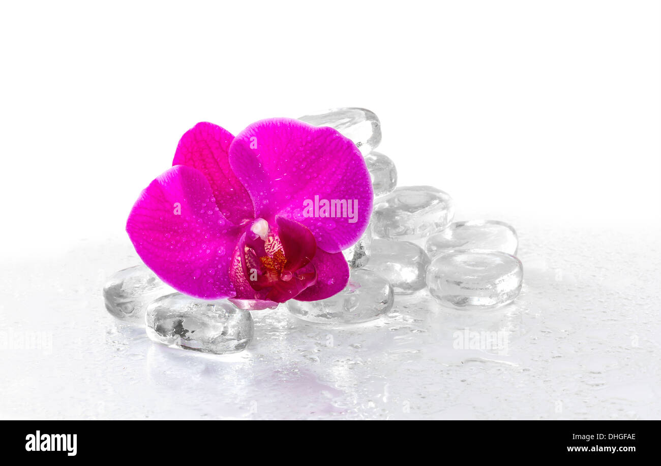 Orchidea rosa con rugiada e riflessione Foto Stock