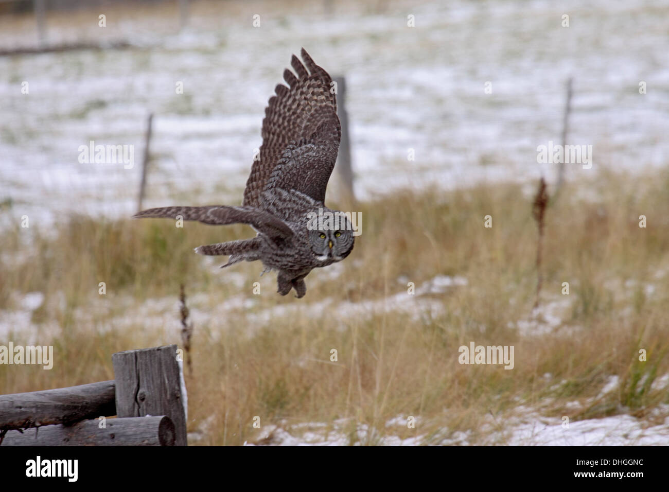 Grande gufo grigio caccia durante il giorno nel Wyoming Foto Stock