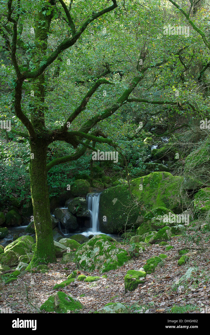 Bosque de niebla en Los Alcornocales, Cádiz, Spagna. Viajando por los espacios naturales. Foto Stock