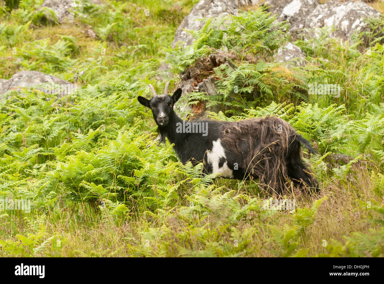 Immagine del paesaggio di capra in close-up, in Bracken. Foto Stock