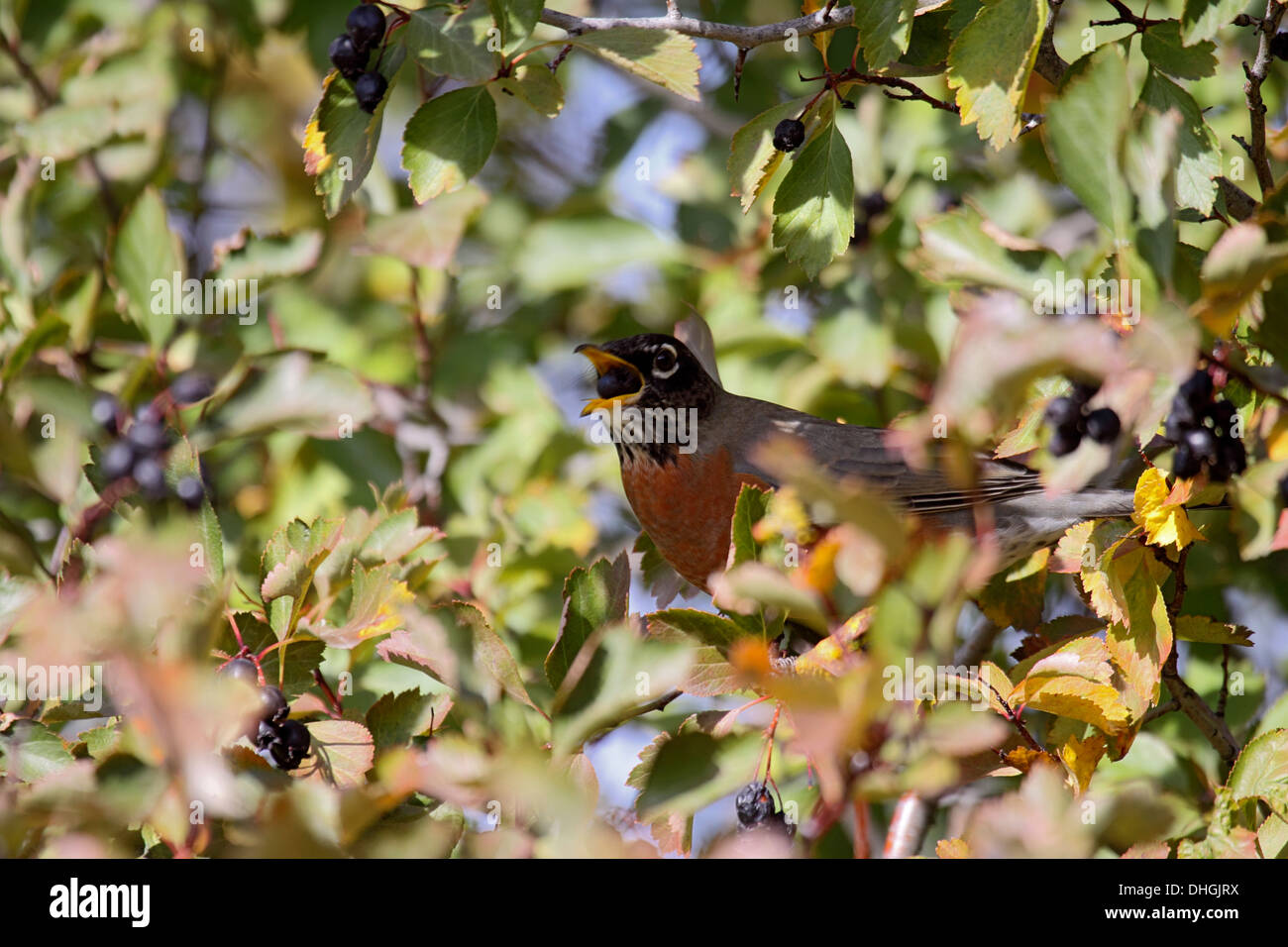 American robin deglutizione bacca nera di biancospino in Wyoming Foto Stock