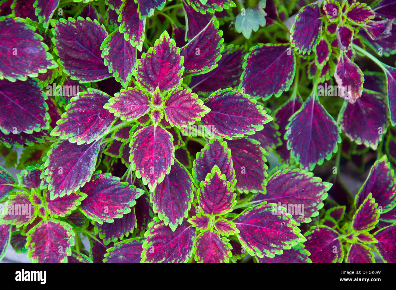 Dipinto di foglia di ortica sfondo Foto Stock