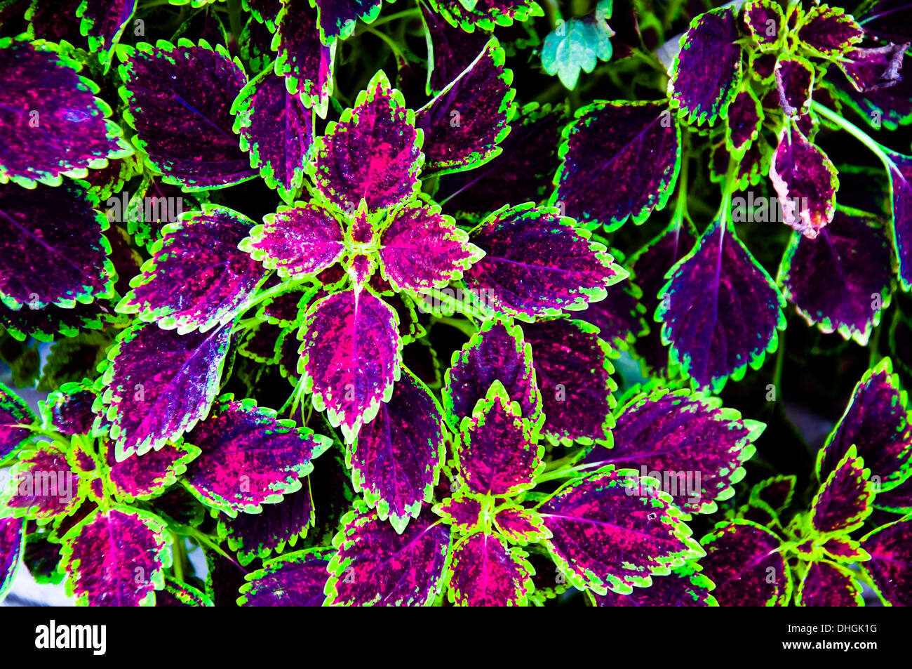 Dipinto di foglia di ortica sfondo Foto Stock