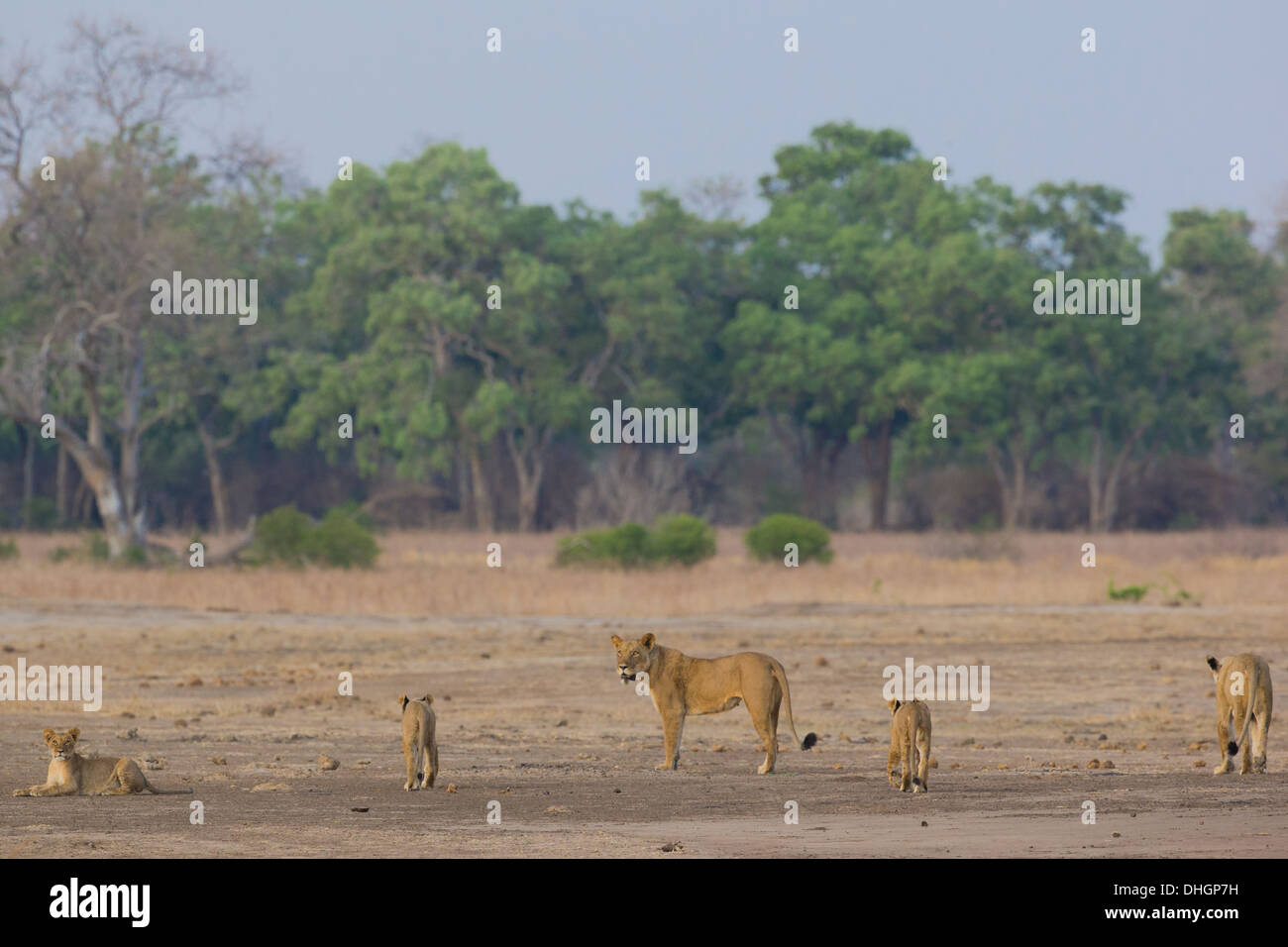 Lion pride (Panthera leo) in movimento Foto Stock
