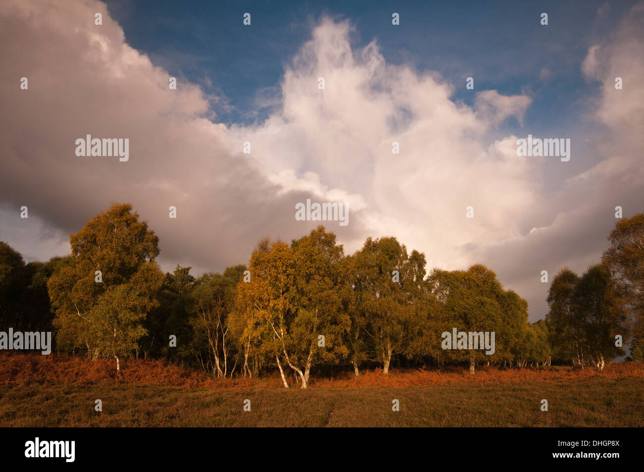 Fondo Shatterford la New Forest Hampshire England Regno Unito Foto Stock