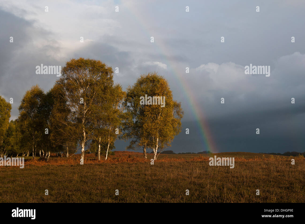 Fondo Shatterford la New Forest Hampshire England Regno Unito Foto Stock