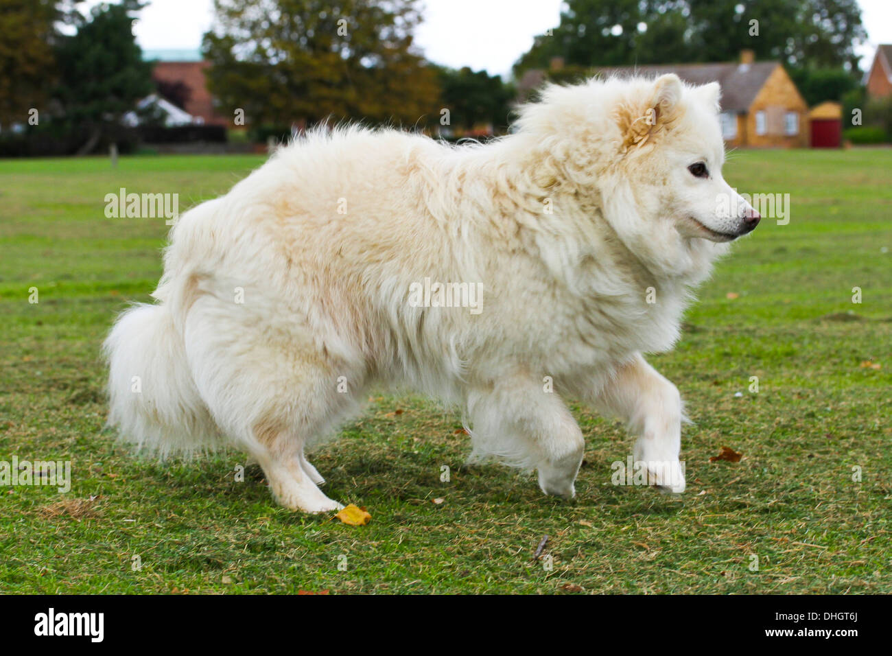 Bianco Lapphund finlandese cane, cantering. Foto Stock