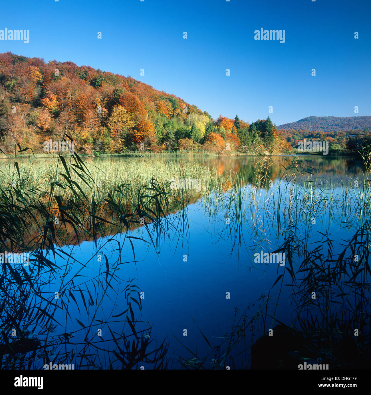 Il Parco Nazionale dei laghi di Plitvice in Croazia. Foto Stock