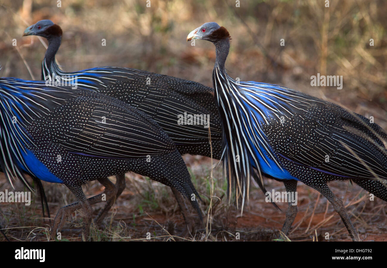 Vulturine Faraona gruppo nel Parco Nazionale Tsavo Kenya meridionale Foto Stock