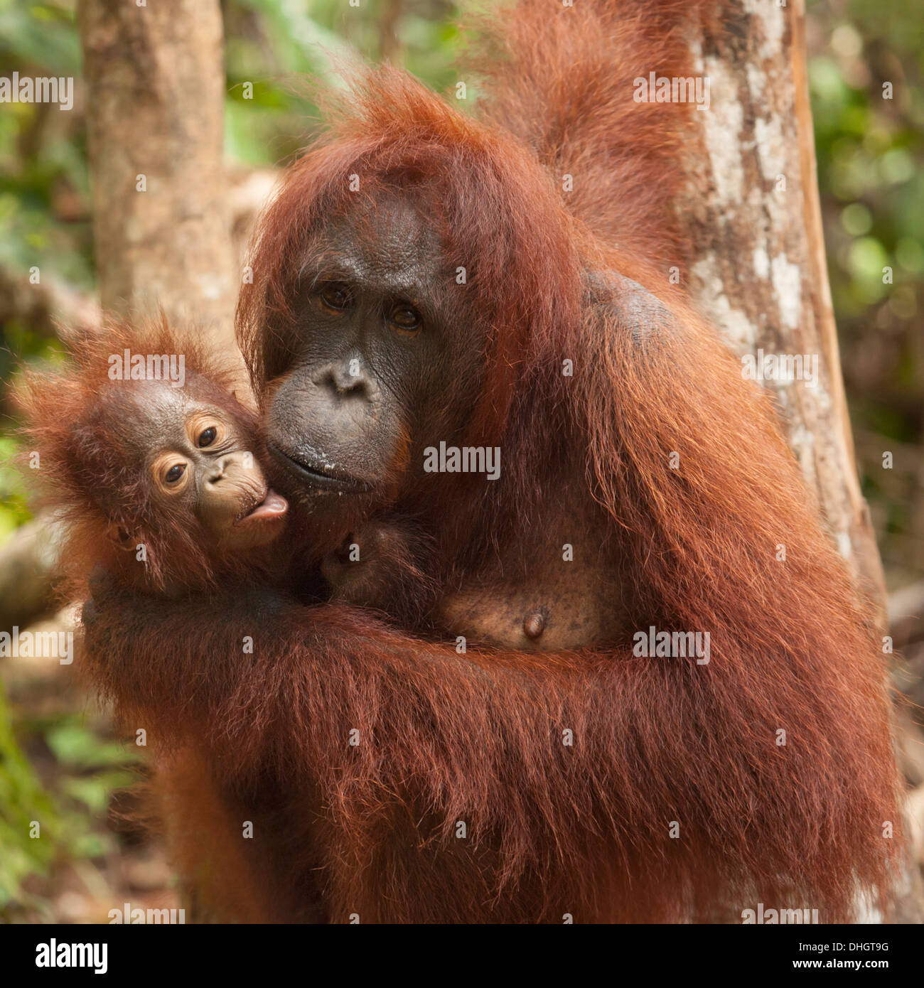 Orangutan borneano selvatico (Pongo pygmaeus) madre che tiene il bambino nella foresta Foto Stock