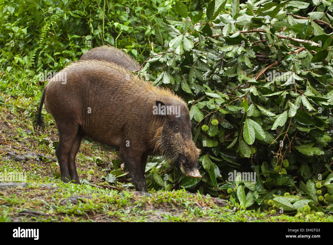 Bornean barbuto maiale (Sus barbatus) foraggio a bordo della foresta in Tanjung messa Parco Nazionale Foto Stock