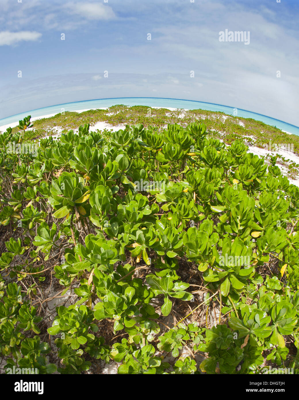 Ecosistema dell'isola del Pacifico con arbusti naupaka sulla spiaggia e vista fisheye dell'oceano nel monumento nazionale marino di Papahanaumokuakea Foto Stock