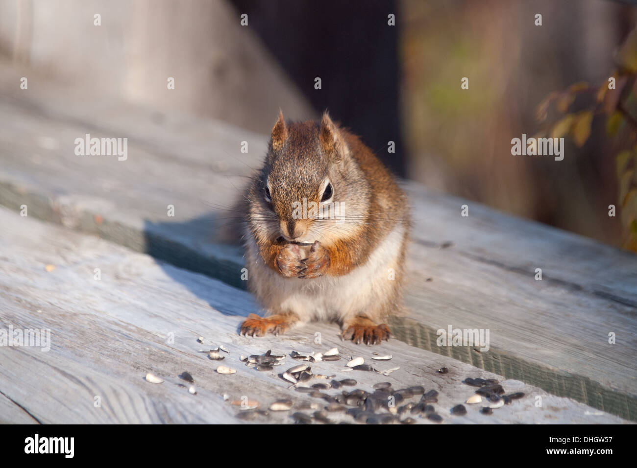 Un Americano scoiattolo rosso (Tamiasciurus hudsonicus) si alimenta di semi di girasole a Beaver Creek Area di Conservazione, Saskatchewan. Foto Stock