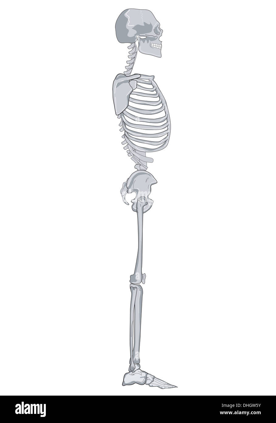 Illustrazione di uno scheletro umano le ossa dello scheletro competiva dal lato isolato su sfondo bianco fatto in stile retrò. Foto Stock