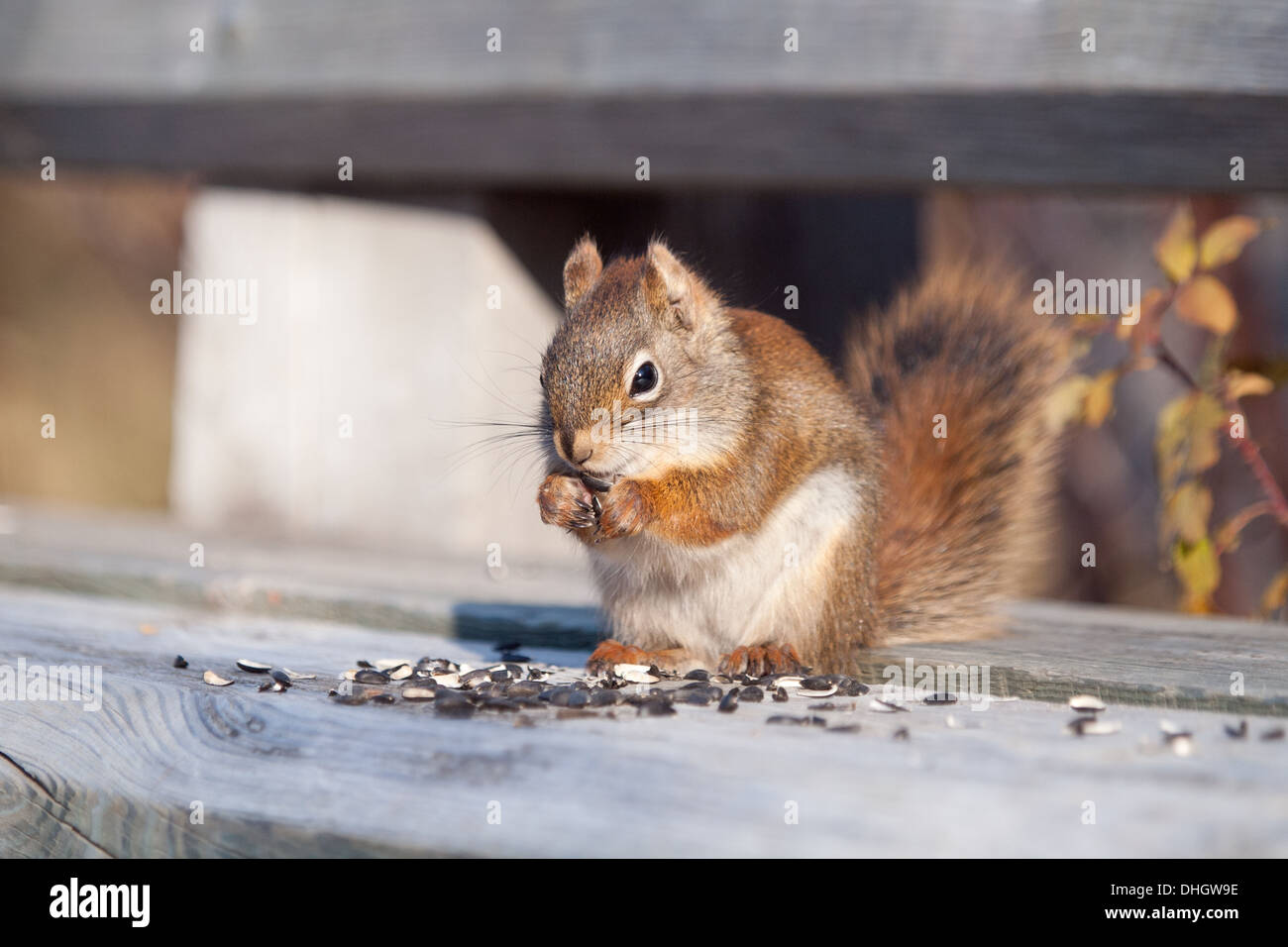 Un Americano scoiattolo rosso (Tamiasciurus hudsonicus) si alimenta di semi di girasole a Beaver Creek Area di Conservazione, Saskatchewan. Foto Stock