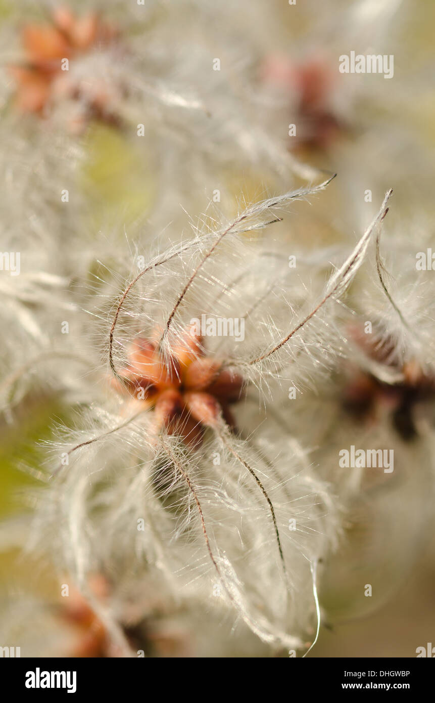 Old mans barba scalatore attraente wispy fluffy soft teste di seme sottile filo feathery dispersione del vento Foto Stock