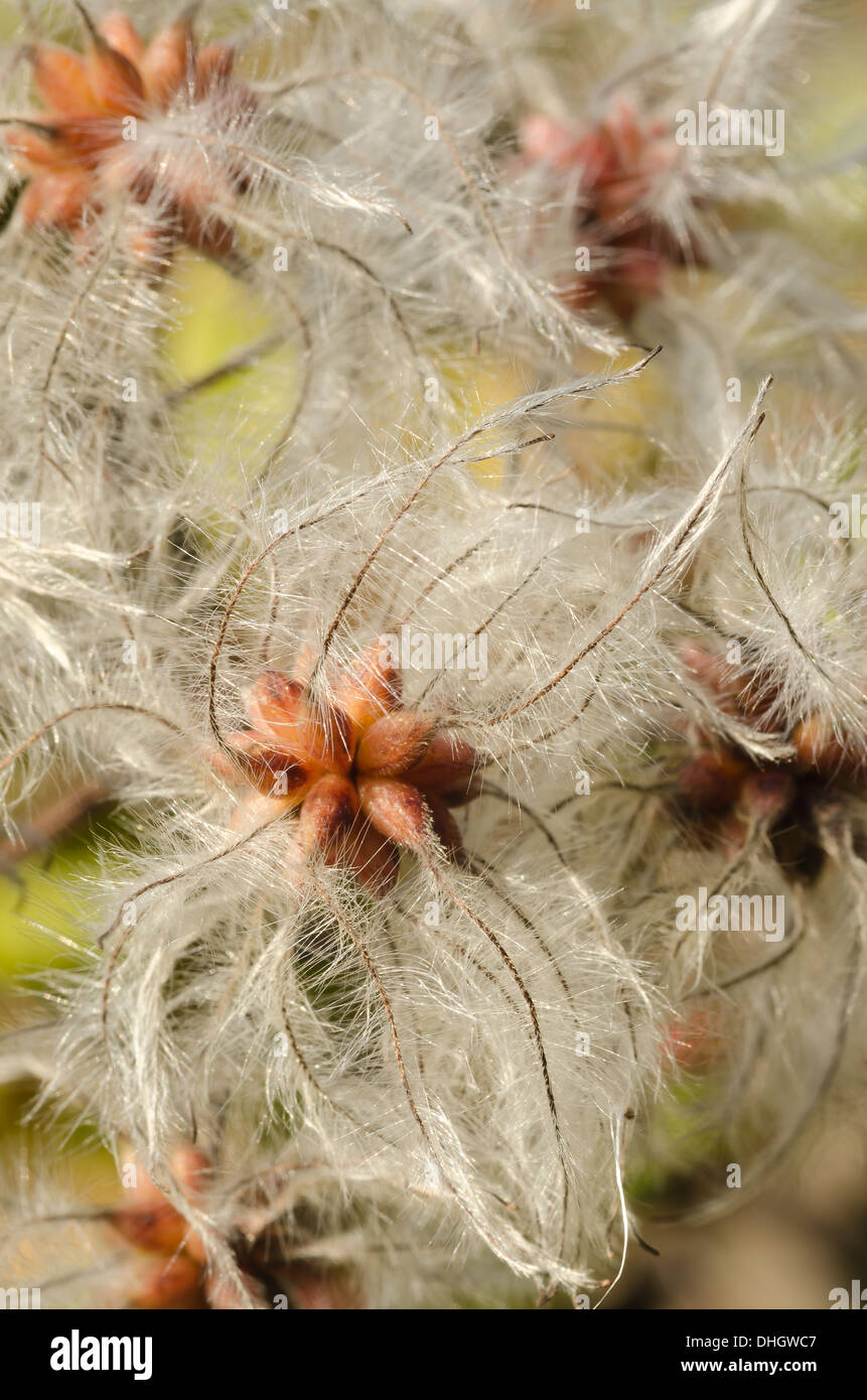 Old mans barba scalatore attraente wispy fluffy soft teste di seme sottile filo feathery dispersione del vento Foto Stock