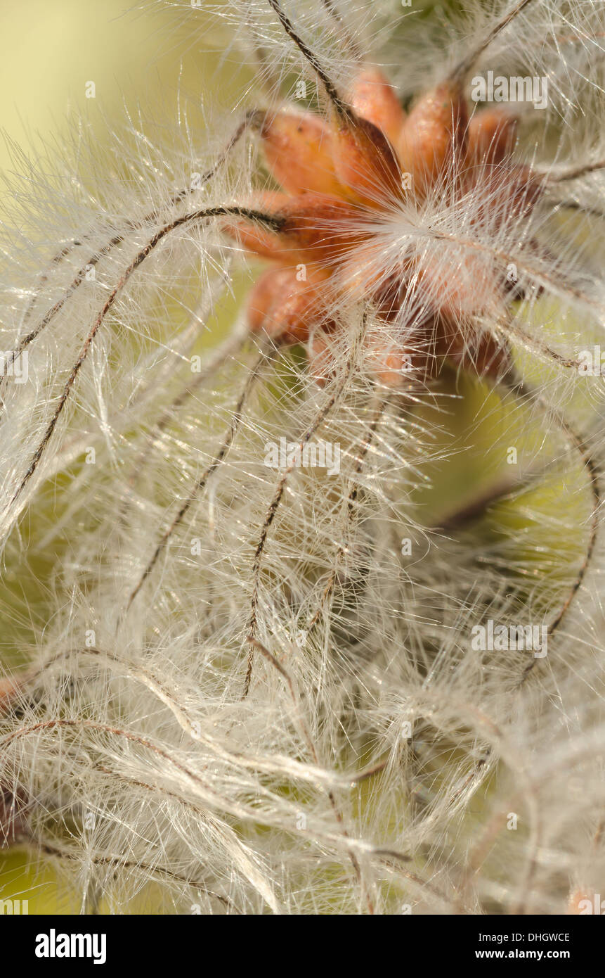Old mans barba scalatore attraente wispy fluffy soft teste di seme sottile filo feathery dispersione del vento Foto Stock