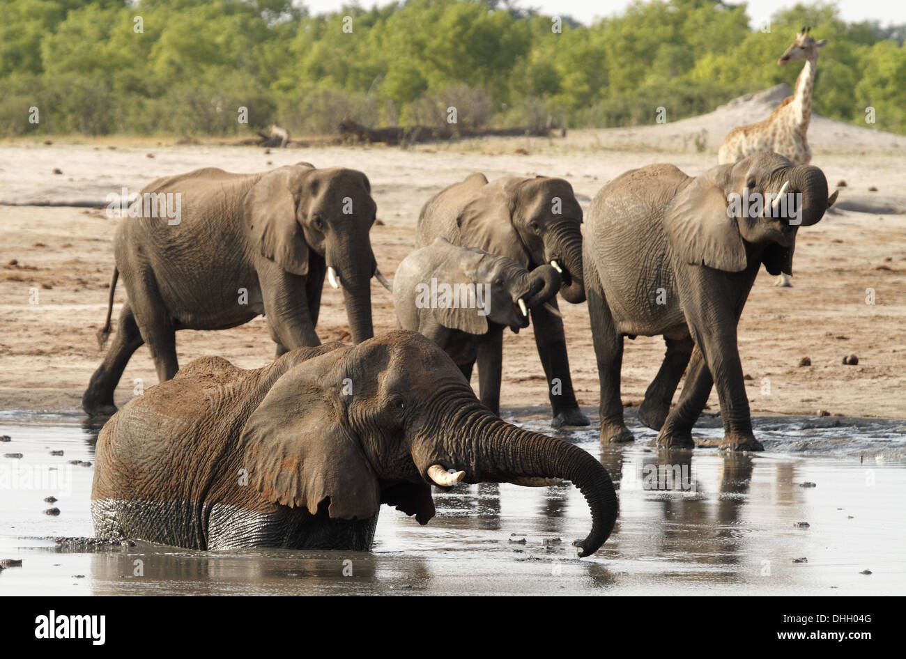 Gli elefanti africani mandria bevendo al waterhole con giraffe in background Foto Stock