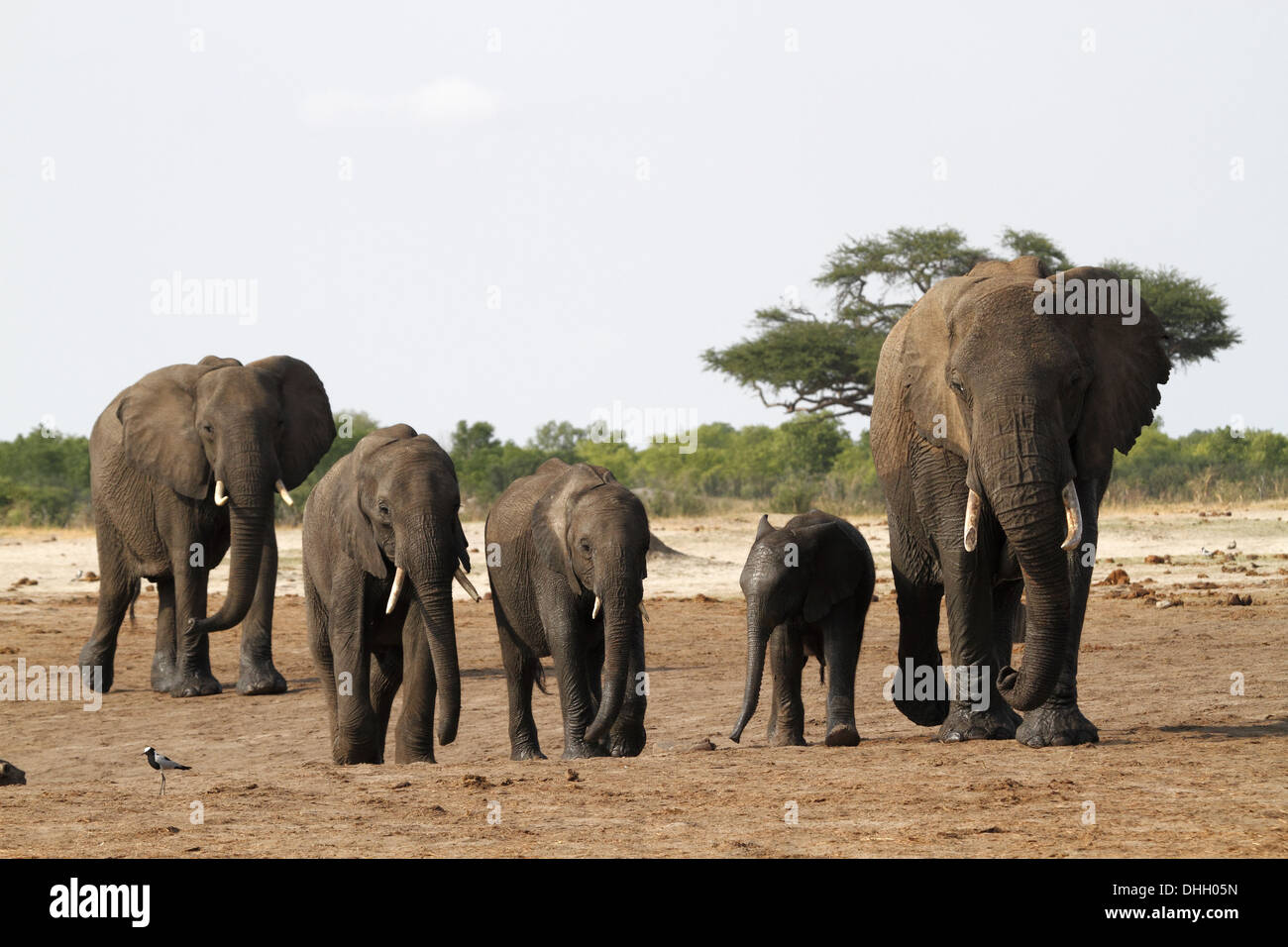 Gli elefanti africani gruppo familiare a piedi da un waterhole Foto Stock