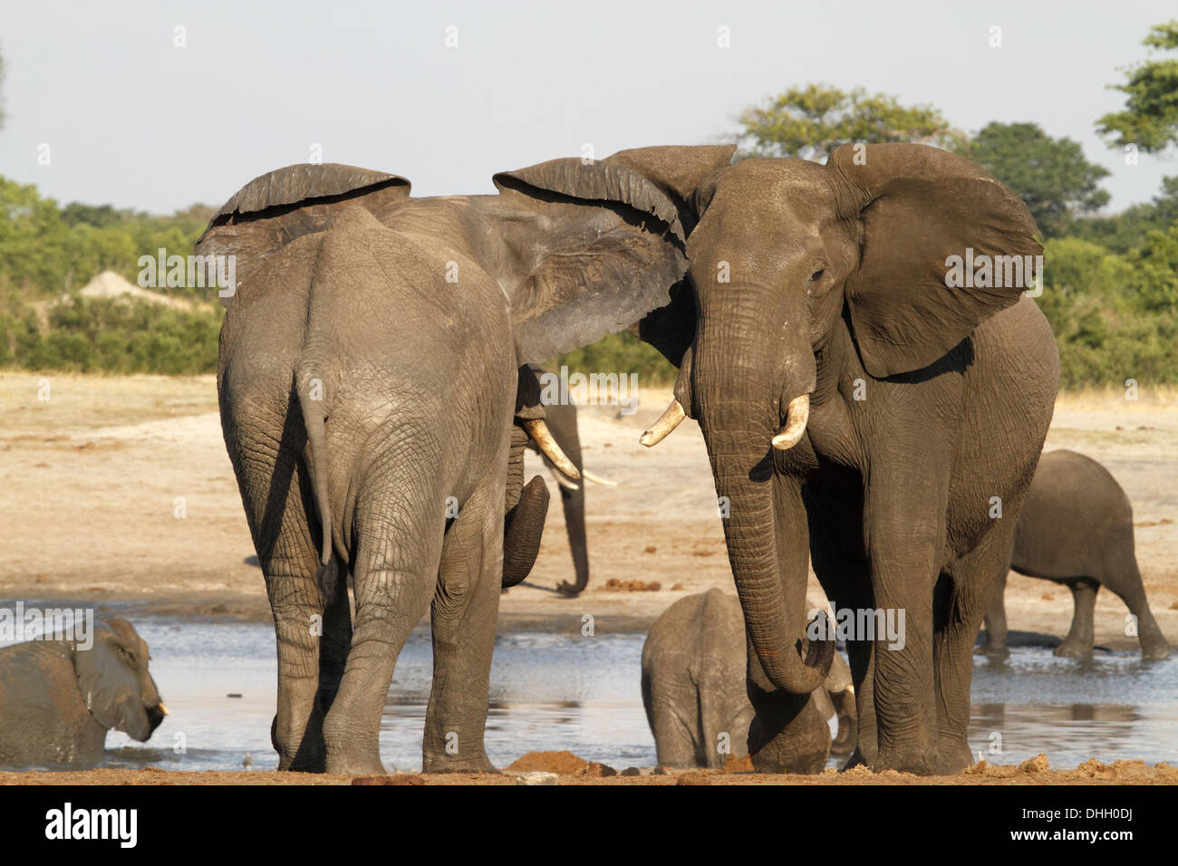 Gli elefanti africani due maschi di waterhole in postura aggressiva Foto Stock